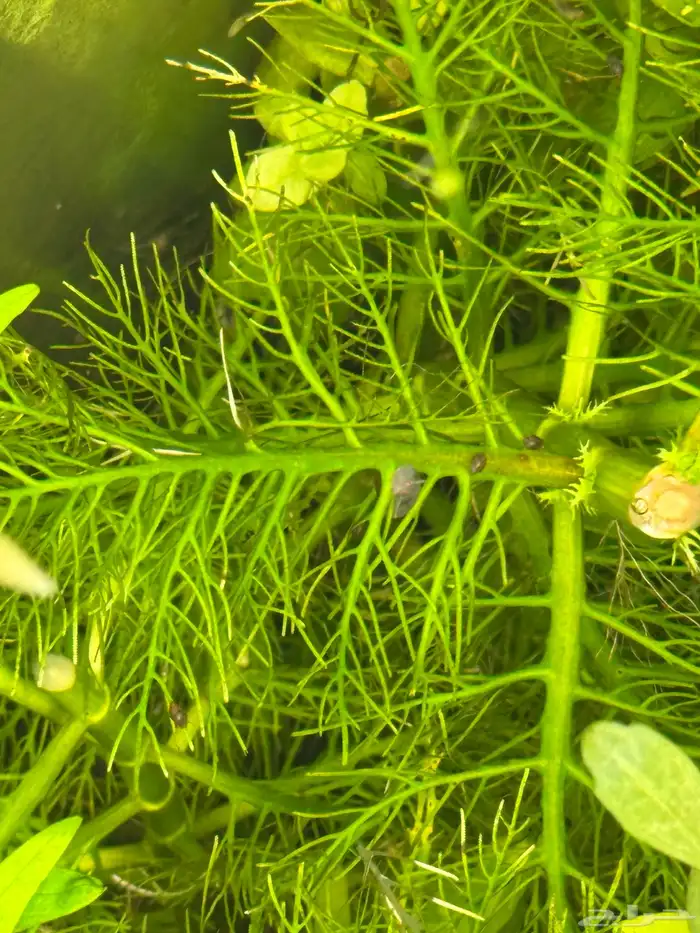 احواض سمك aquarium مزروعة  ونباتات مائية   تصاميم إحترافية 38