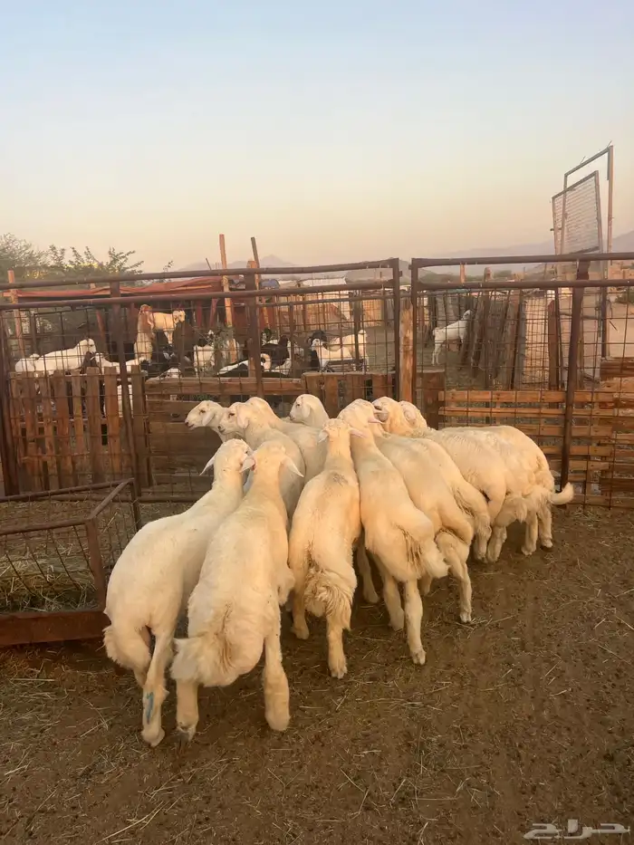 طليان حريه مع الذبح وتوصيل207تقيم إيجابي ولله الحمد 2