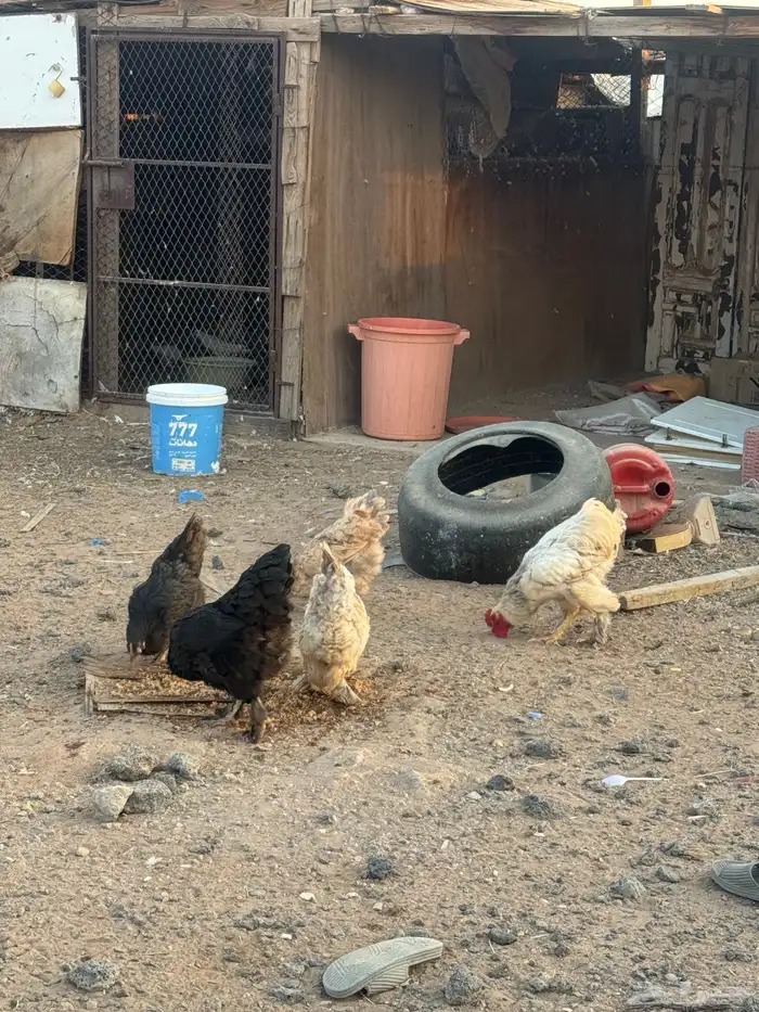 دجاج براهما للبيع 2