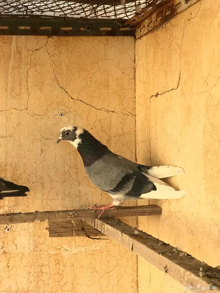 حمام قطيفي   قلابي 1