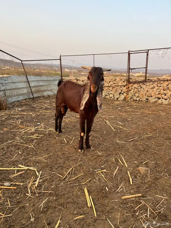 النوع تيس ادهم فحل مشروط 1