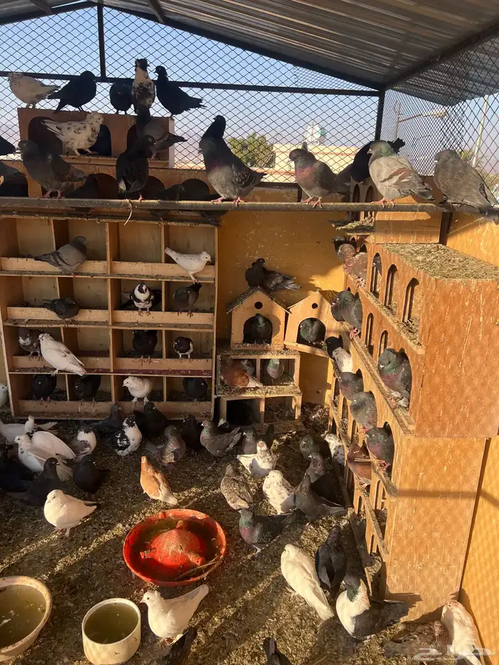 حمام مشكل كنق وباكستاني ونواع ثانيه 2