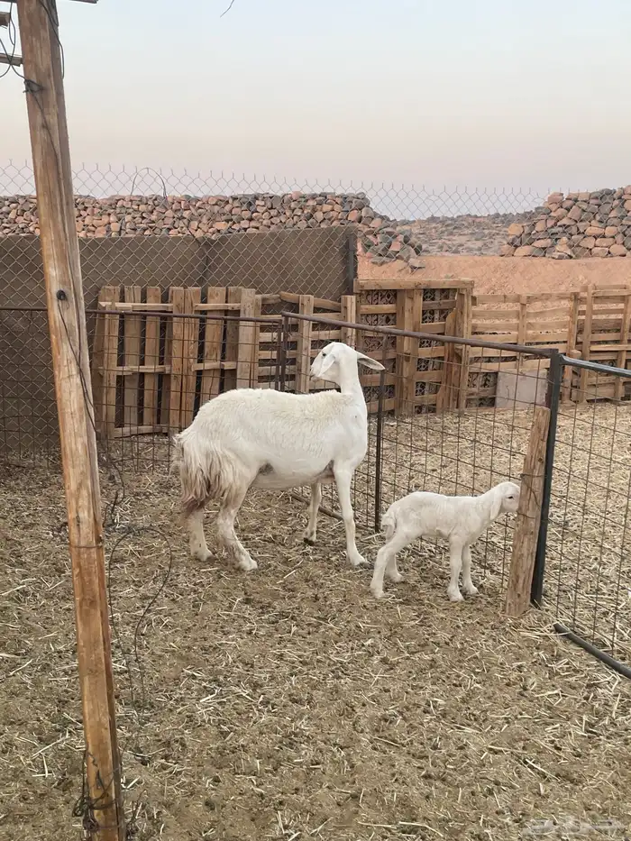 نعجه والد تم البيع 1