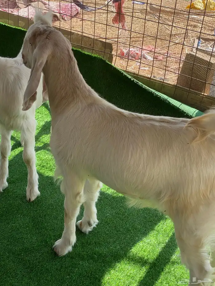 جفرات مشاريك صنف 2