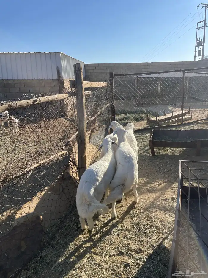 خرفان كفو صنف 4