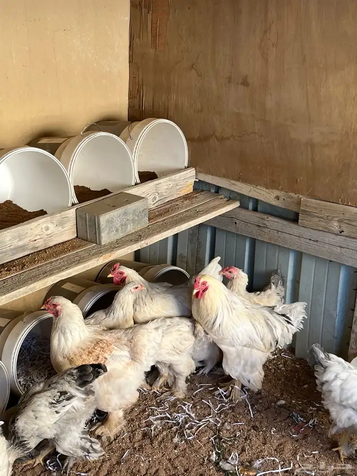 دجاج براهما على السوم 3