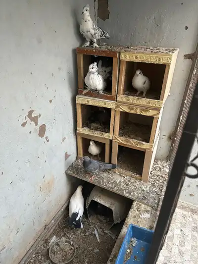 حمام للبيع جمله index