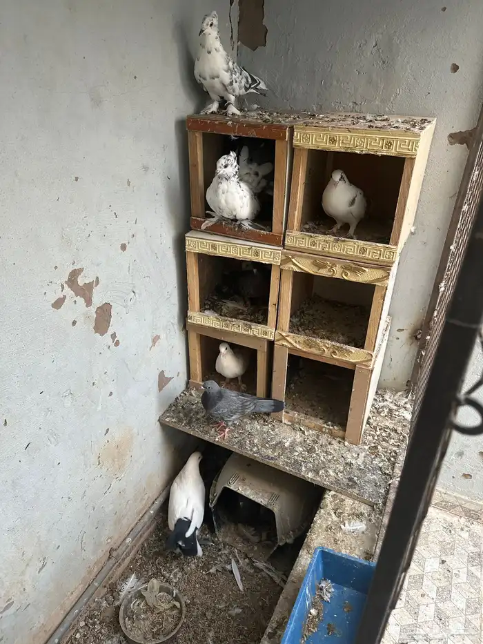 حمام للبيع جمله 1