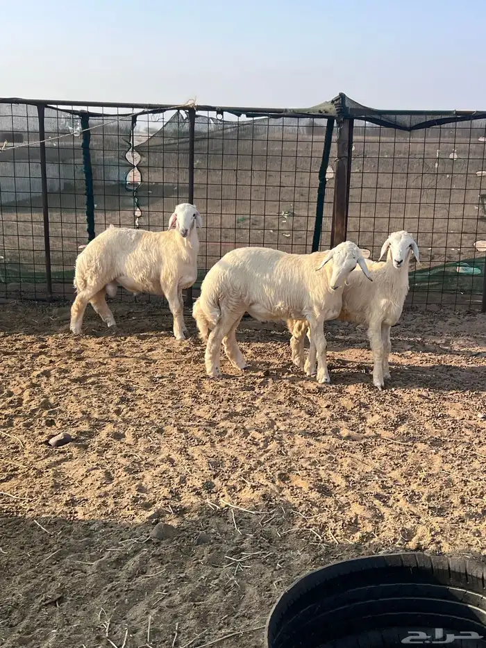 طليان جذعان 9