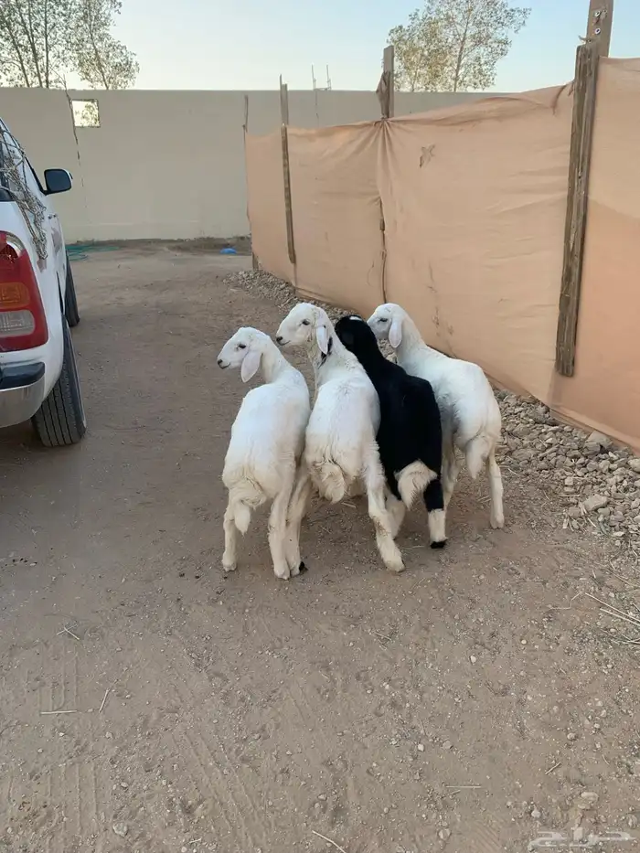 ثلاثه طليان ورخل 1