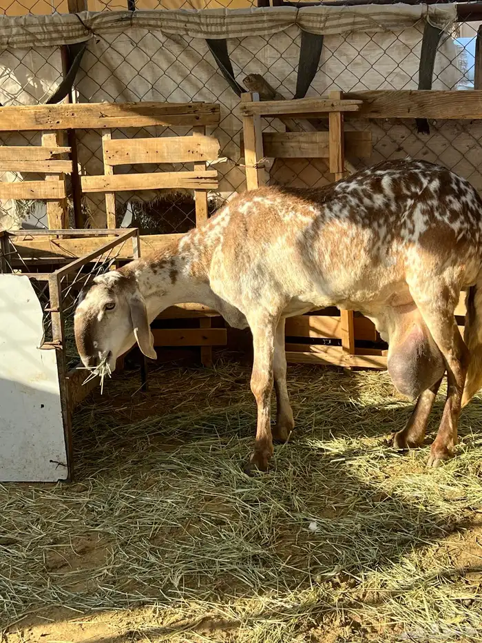 ساكنيه شاه 2