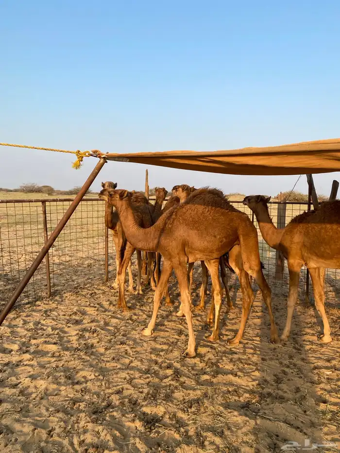 قعدان العدد7 فيها وحدة بكرا 5