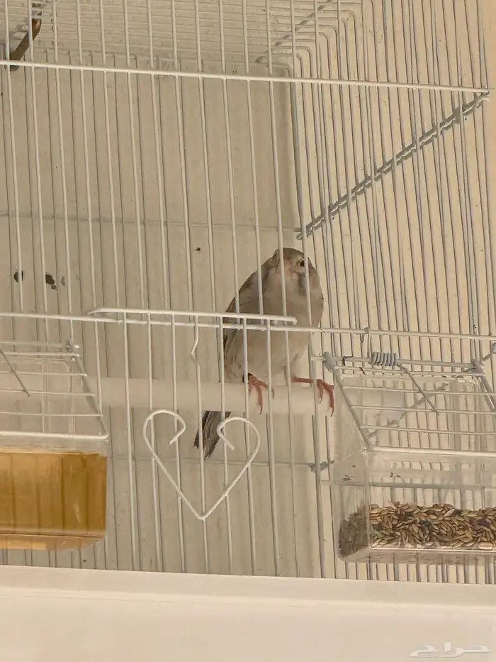 للبيع ذكر كناري اوربي 1