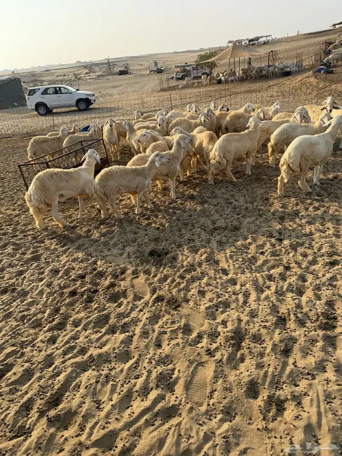 بهم للبيع وطليان مناسبات اعمار 6 شهور إلى 7 شهور 3