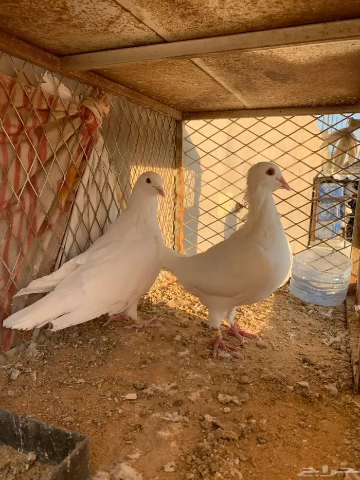 حمام فرنسي 0