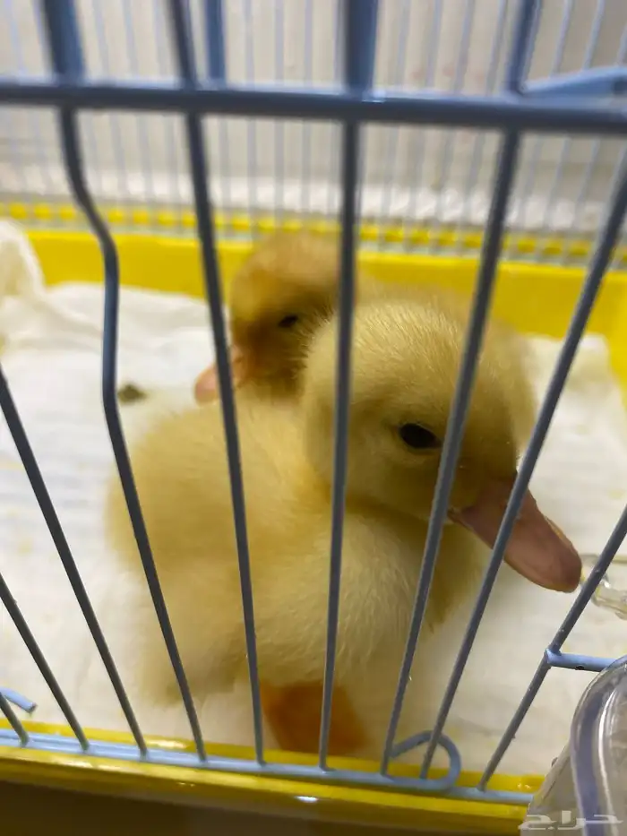 صيصان للبيع الواحد 30 معى القفص ب 20 يعني معا الأكل 0