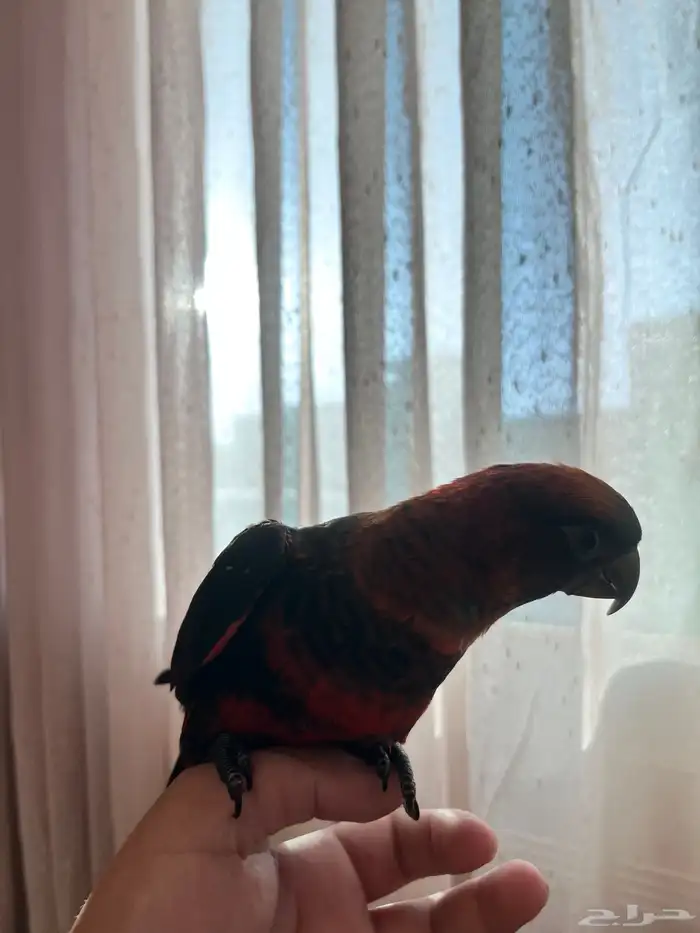 لوري دوسكي الليف حمامه هدد نشبه نهاية غر 3