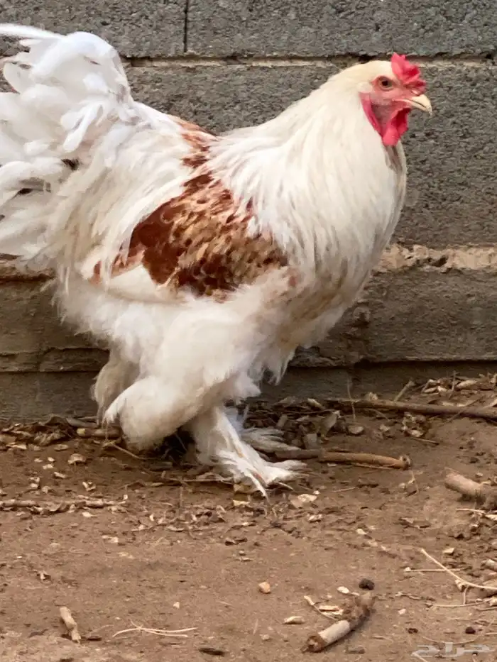 ديك براهما للبيع 3