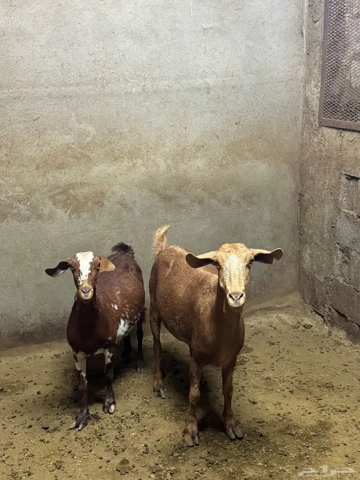 معزا حص دفع كفووو للبيع 2