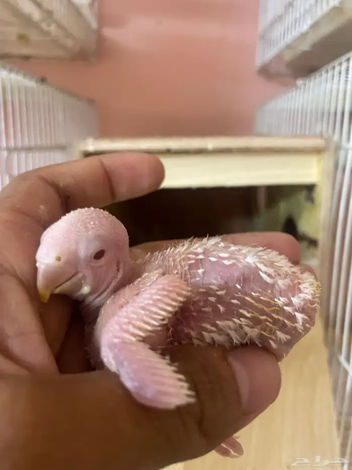 ولله الحمد والمنه توفرت من جديد فروخ كروانات وروزات 4