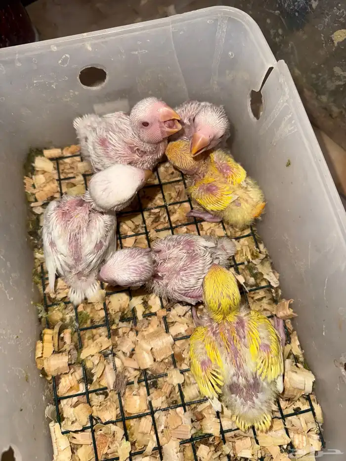 فروخ روز عيون حمر 140 1