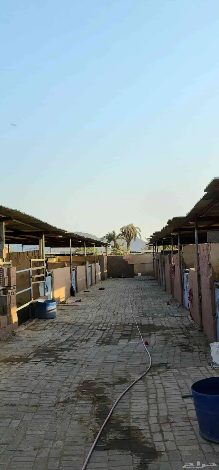 إيواء غرف خيل 6