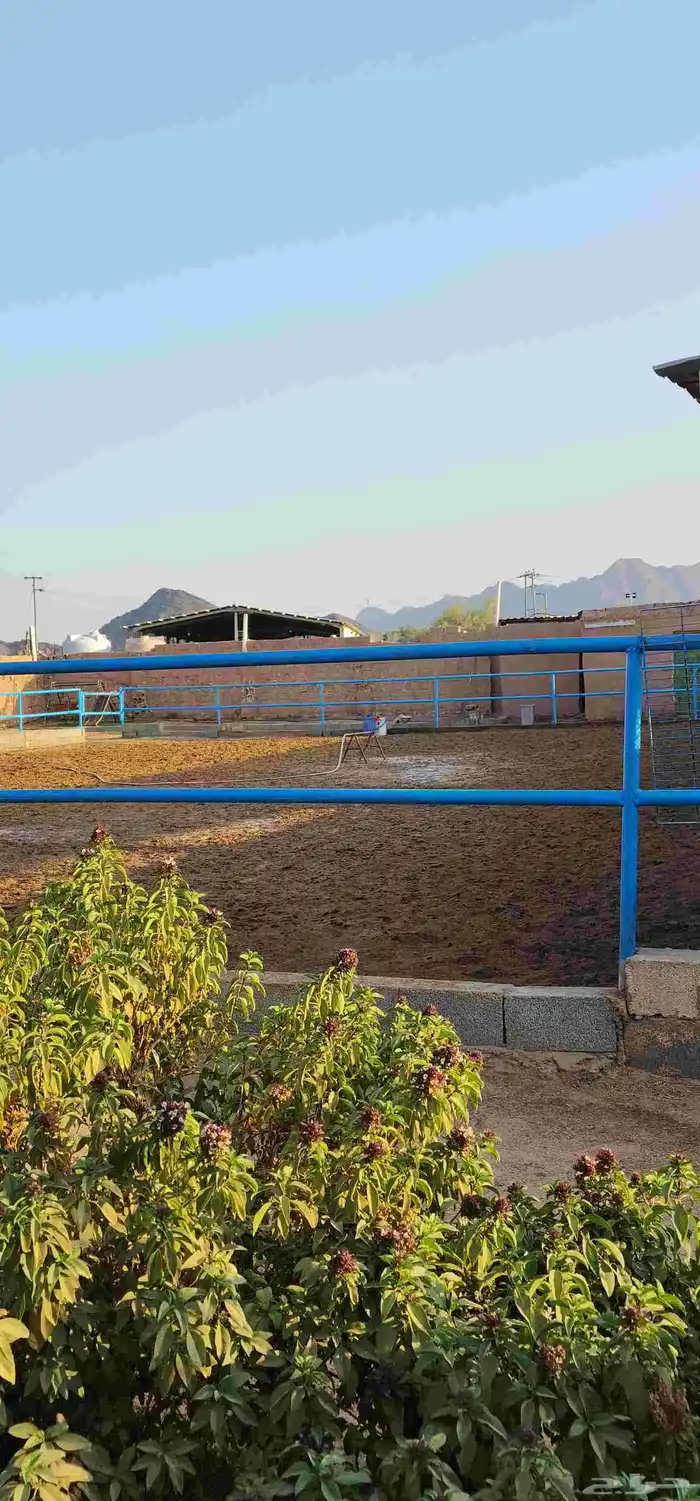 إيواء غرف خيل 4