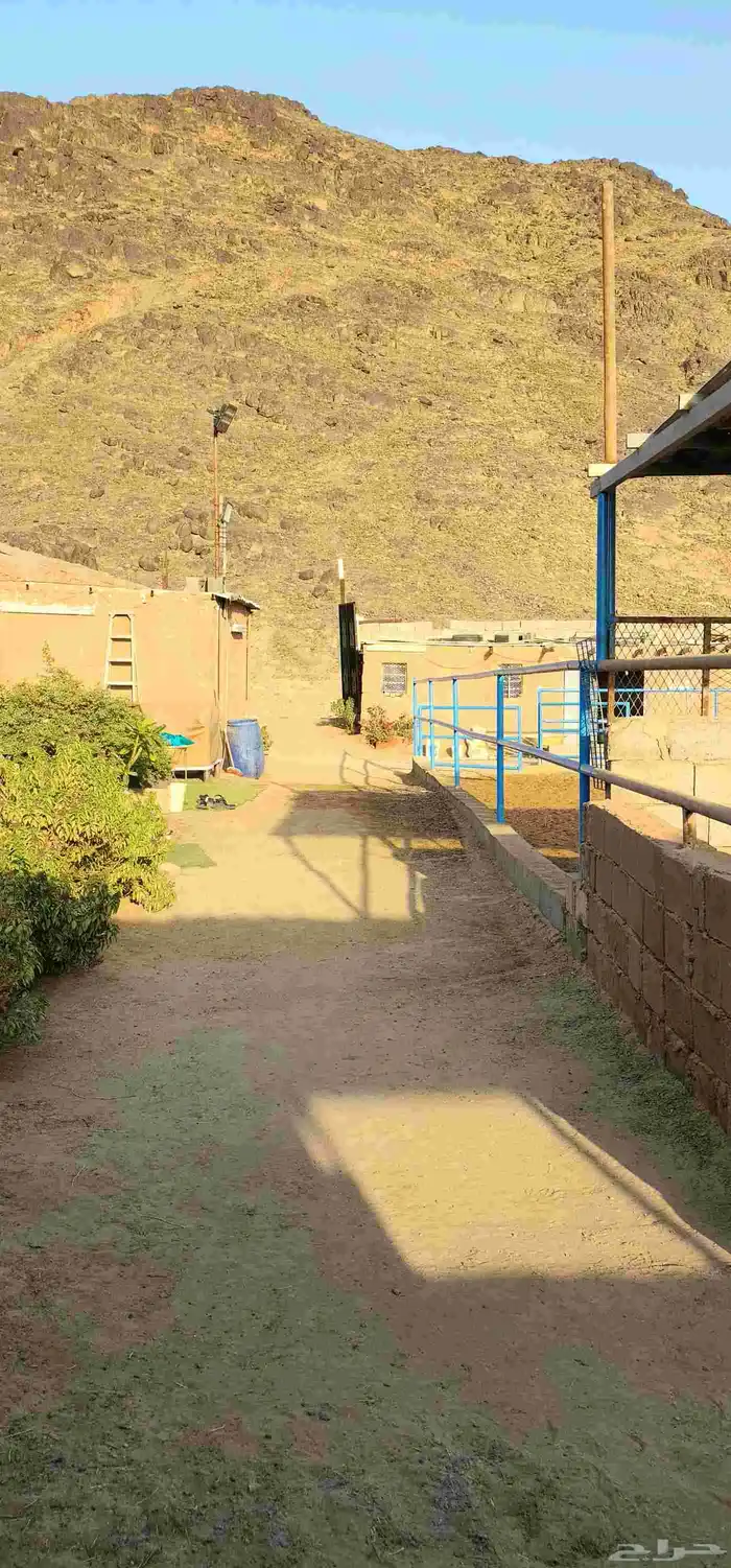 إيواء غرف خيل 7