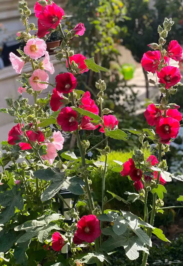 بذور الختمية عدة الوان 0