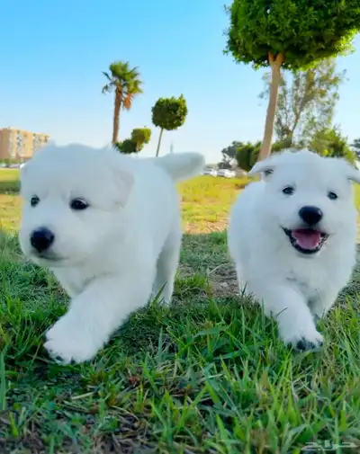 وايت جيرمن _ white German index