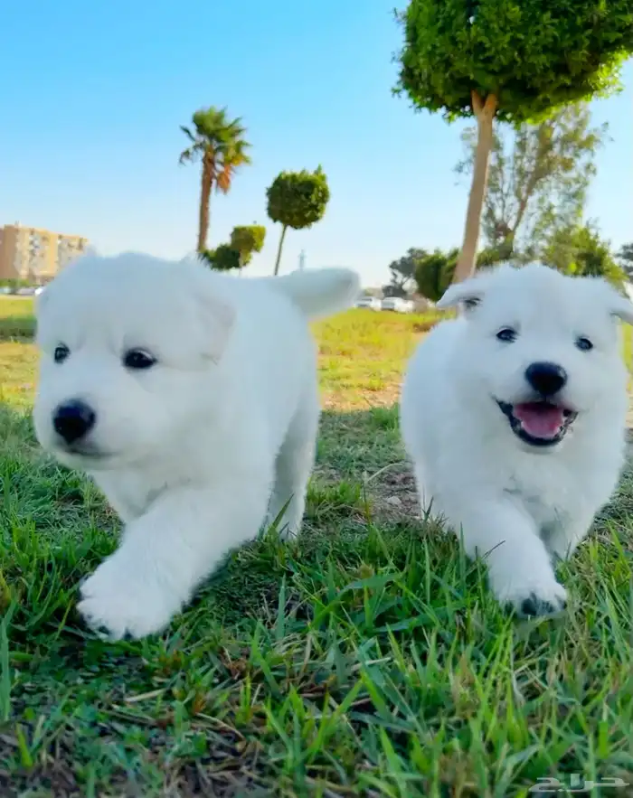 وايت جيرمن _ white German 0