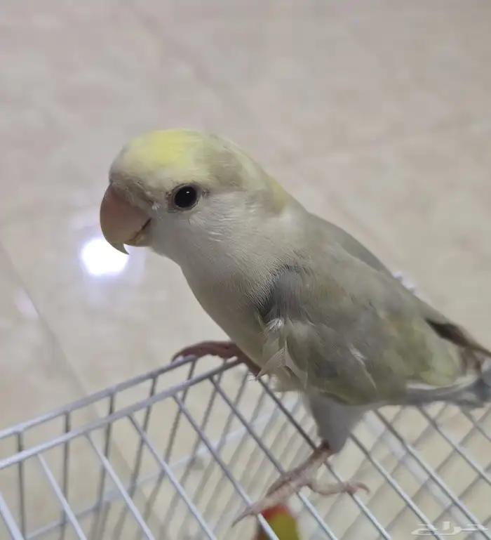 طير روز اليف 1