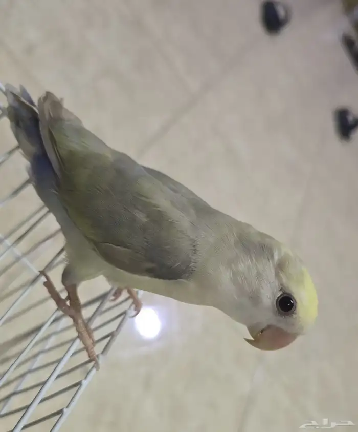 طير روز اليف 2