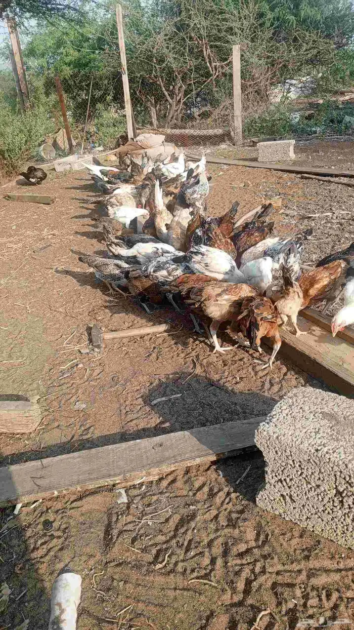 دجاج مشكل عمر 4اشهر ونص 0