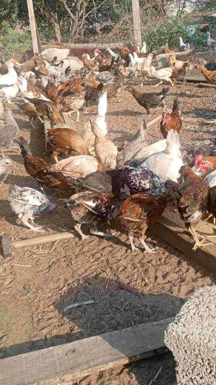 دجاج مشكل عمر 4اشهر ونص 1