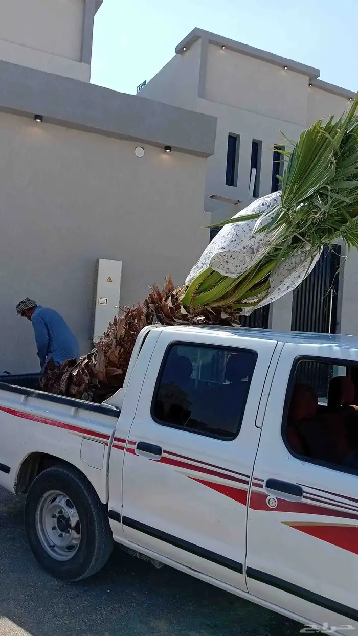 ابوياسين لبيع جميع انواع النخيل البلدي والواشنطن 7