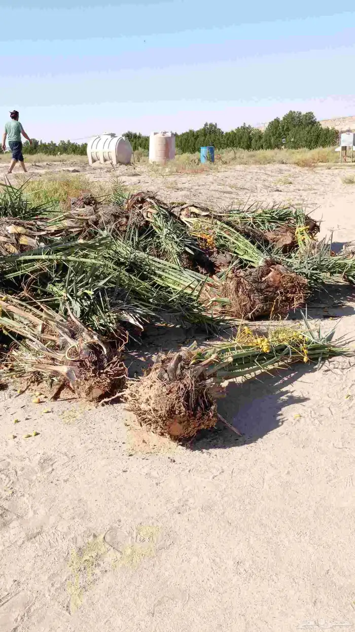 يوجد لدينا جميع انواع النخيل وتركيب الشبوك 6