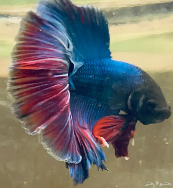 للبيع اسماك فايتر هاف مون عرض خاص السمك 15 14