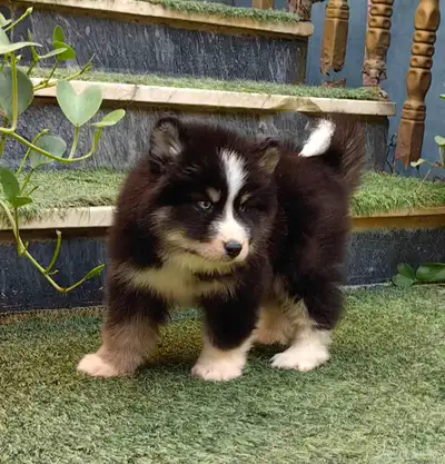 كلاب هاسكي جراوي index