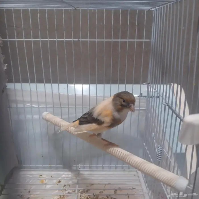 للبيع كناري سوري شرط انثى جهزا الحد 80 3