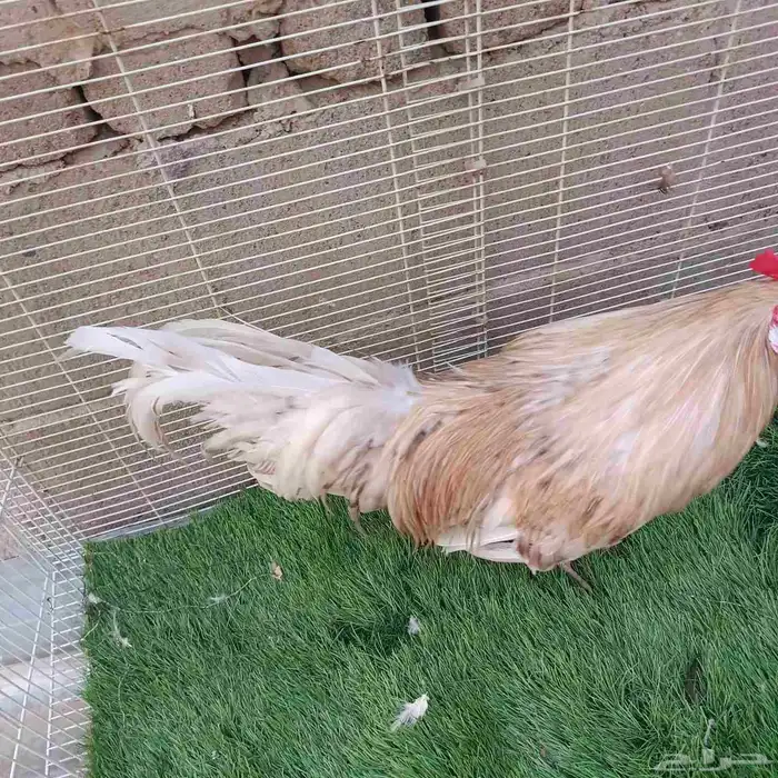 ديك فونيكس ياباني مستوى ولوان 2