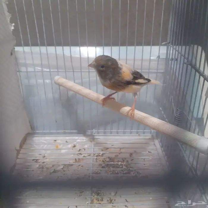 للبيع كناري سوري شرط انثى جهزا الحد 80 0