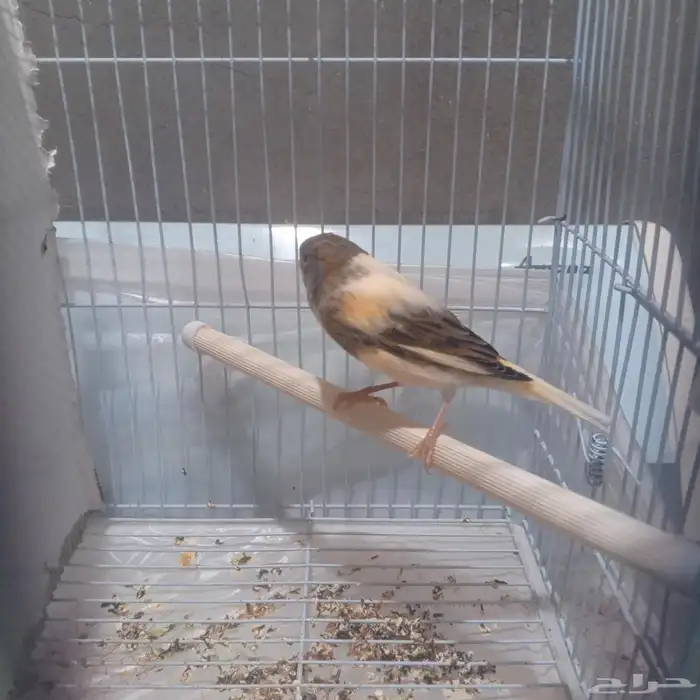 للبيع كناري سوري شرط انثى جهزا الحد 80 2