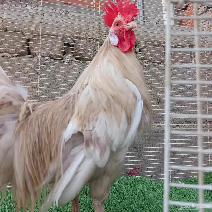 ديك فونيكس ياباني مستوى ولوان 0