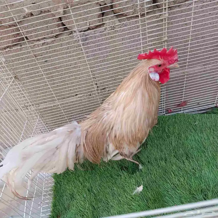 ديك فونيكس ياباني مستوى ولوان 1