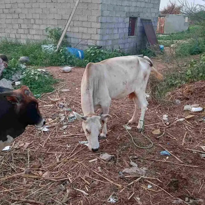 بقره للبيع بيضاء ملقوحه 1