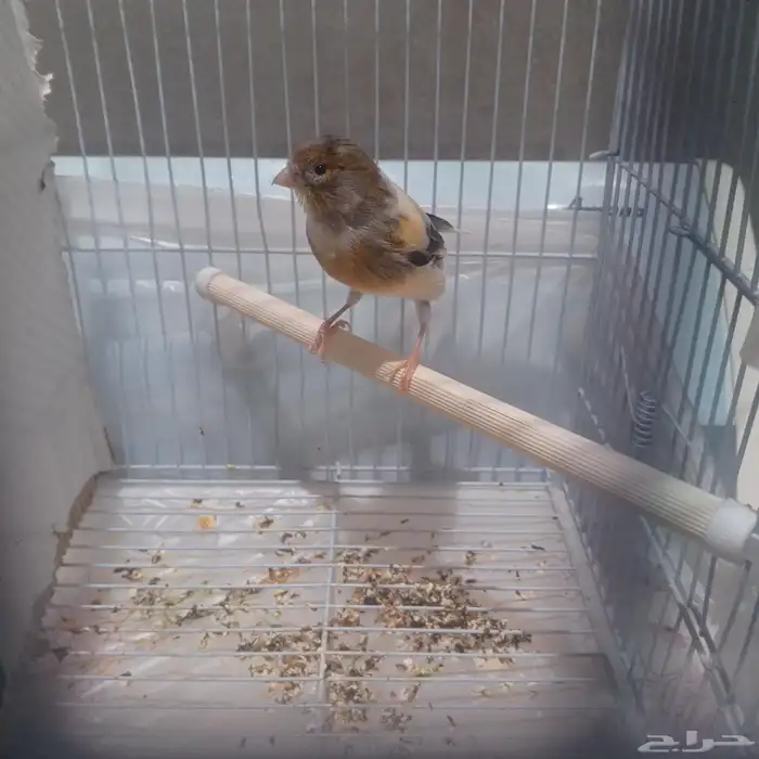 للبيع كناري سوري شرط انثى جهزا الحد 80 1