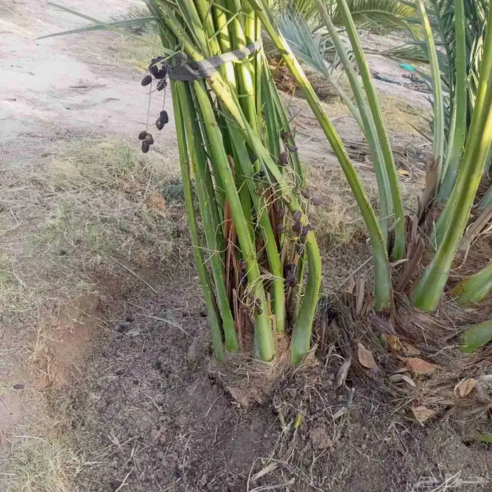 يوجد لدينا فسايل صقعي مجدول صفاوي عجوه برني 5