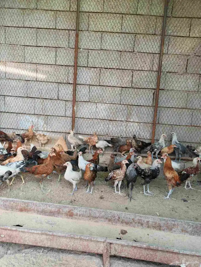 دجاج و فروخ للبيع 5