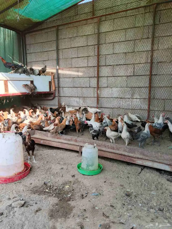 دجاج و فروخ للبيع 3